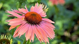 自然,花,植物區(qū)系