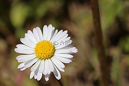 花,雛菊,白