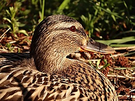 鴨,鳥,野生鳥類