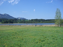 attlesee,蘆葦,草地