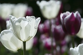 鮮花,白,性質(zhì)