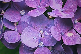 盛開,開花,植物區(qū)系