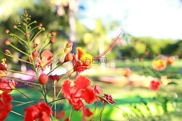 花卉,綠色,紅色
