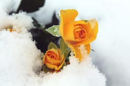 玫瑰,雪,冬天