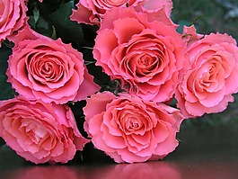 玫瑰,花,花瓣