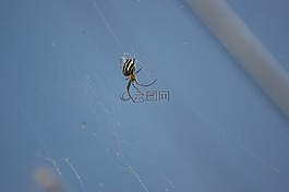 昆蟲,性質(zhì),的