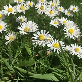 洋甘菊,花,花園