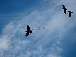 烏鴉,鳥,飛行