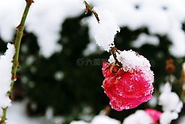 玫瑰,雪,冬天