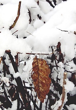 雪,覆蓋,布什