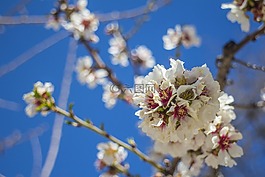 花,春,櫻花