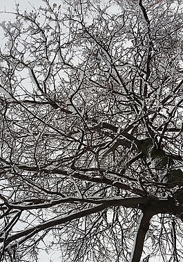 樹,雪,冬天