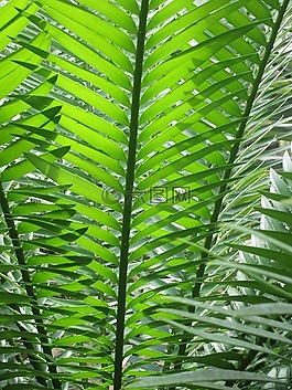 蕨類,綠色,性質(zhì)