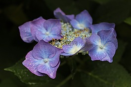 鮮花,八仙花,紫