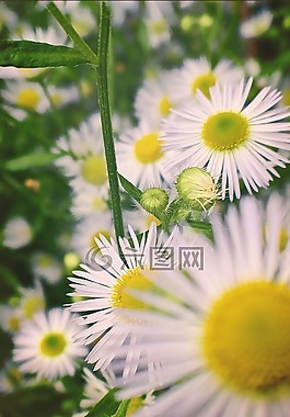 粉紅色,鮮花,花園