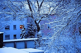 冬天,雪,樹木