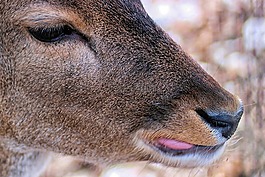 獐鹿,頭,哺乳動物
