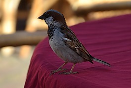 麻雀,鳥,動物