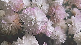 花,粉紅色,花園