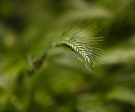 植物,綠色,宏
