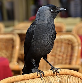烏鴉,鳥,動物