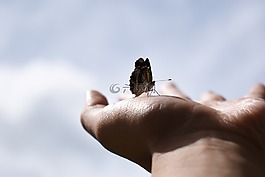 蝴蝶,手,昆蟲(chóng)