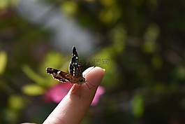 手指,蝴蝶,昆虫
