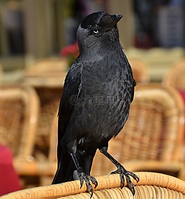 烏鴉,鳥,動物