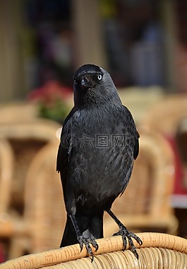 烏鴉,鳥,動(dòng)物