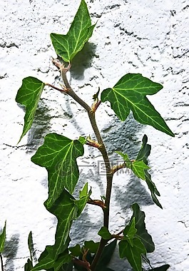 花園,hauswand,常春藤