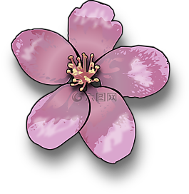 花,苹果,开花