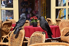 烏鴉,鳥,動物