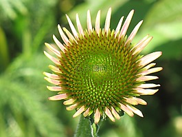 花,植物,自然