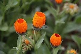 植物,格桑花,燈盞花