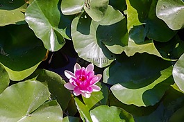 植物,性質(zhì),花卉