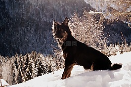 狗,黑色的狗,雪