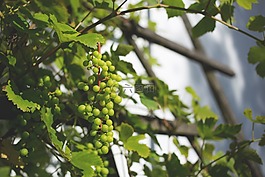 農(nóng)業(yè),枝杈,顏色