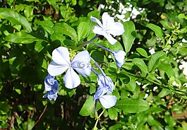 石墨,開普 leadwort,nila chitrak