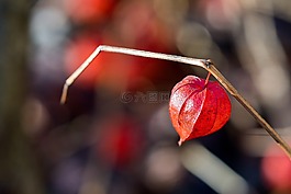 中國燈籠廠,紅色,美麗