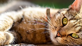貓,動物,小貓