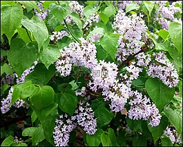 丁香,花,白