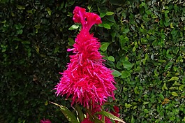 雞冠花,花,植物區(qū)系