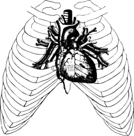 心,人類,解剖