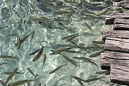 魚,湖,克羅地亞