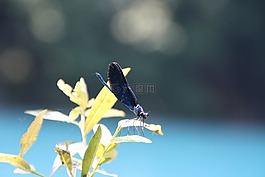 蜻蜓,国家公园,克罗地亚