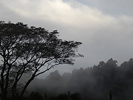 山,樹,霧