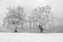 霜,树,雾