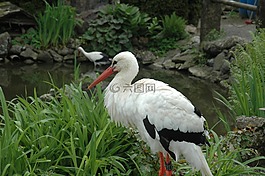 鸛,野生動物公園,阿爾卑斯山野生動物公園