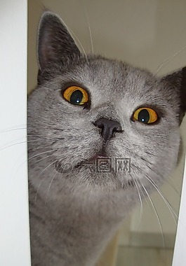 貓,查看