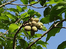 占城,金色花,白玉蘭黃蘭
